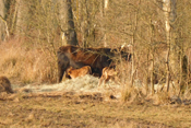 Ein frichgeborenes Auerochsen-Zwillingspaar in den Nidderwiesen bei Stockheim.