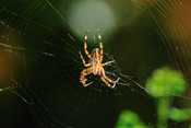 Kreuzspinnen erbeuten Insekten in ihrem Radnetz und töten sie mit einem Giftbiss.