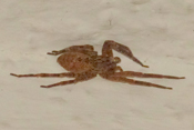 Die Nosferatu-Spinne ist in der Lage, die menschliche Haut mit ihren Giftklauen zu durchdringen.