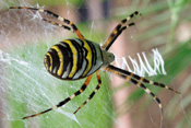 Die Wespenspinne ist ein Neubürger unter den Insekten der Wetterau. Sie kommt ursprünglich aus dem Mittelmeerraum.