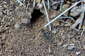 Die Gefleckte Ameisenjungfer geht zwischen Juni und September vorwiegend nachts auf die Jagd nach anderen Insekten.