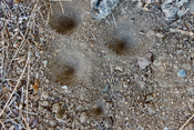 Der Ameisenlöwe lauert am Grund selbstgeschaffener Sand-Trichter auf vorbeistreifende Insekten.