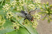 Graue Fleischfliegen besuchen gerne Blütenpflanzen, wo sie auch ihre Larven abblegen.