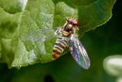 Hainschwebfliegen exstieren in verschiedenen Farbvariationen.