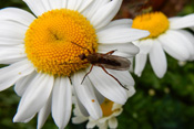 Eine Hornfliege beweidet eine Margeritenblüte.