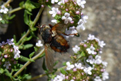 Igelfliegen legen ihre Eier in Raupen anderer Insekten ab. Hier entwickeln sie sich als Parasit unt töten dabei ihr Wirtstier.