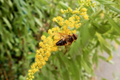 Keilfleckschwebfliegen ernähren sich von verrottendem Pflanzenmaterial.