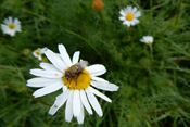 Eine graugelb behaarte Polsterfliege auf einer Margerite.