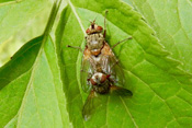 Raubfliegen eint ihre räuberische Lebensweise. Sie ernähren sich von anderen Insekten.