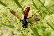 Raupenfliegenlarven leben als Wanzen-Parasiten und töten ihren Wirt während der Entwicklung zur Fliege.