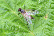 Die langbeinige Schnepfenfliege Rhagio-lineola besitzt einen spitz nach hinten auslaufenden Körper.