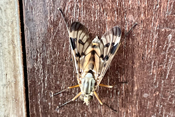 Eine genaue Bestimmung der Schnepfenfliegenart ist aufgrund der vielen Arten dieser Fliege oft schwierig.
