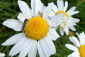 Die Gartenschwebfliege und eine kleine Saftfliege beweiden eine Margeriten-Blüte.