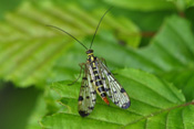 Fliegen der Wetterau