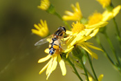 Große Sumpfschwebfliegen ernähren sich vom Nektar blütenreicher Wiesen, die sie in der Wetterau häufig vorfinden.