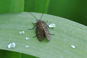 Nach zweijähriger Entwicklungszeit lebt die fertige Wasserflorfliege nur wenige Wochen.