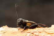 Feldgrillen wohnen in selbstgegrabenen Röhren im Erdboden.