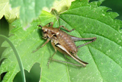 Erwachsene Strauchschrecken ernähren sich vorwiegend räuberisch.