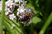 Eine der Wetterauer Honig-Bienen bestäubt eine Baldrianblüte am Heeggraben bei Dauernheim.
