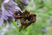 Blutbienen sind Parasiten anderer Solitärbienen.