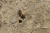 Erdbienen sind Einzelgänger und legen ihre Brutröhren im Erdreich oder im sandigen Boden an.