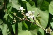 Eine kleine Furchenbiene besucht eine Brombeerblüte.