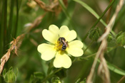 Eine der seltenen Vierbindigen Furchenbienen nutzt das Hohe Fingerkraut als Nektar-Tankstelle.