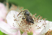 Kegelbienen überlassen die Aufzucht ihres Nachwuchses anderen Bienenarten.