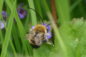 Mai Langhornbienen sind Wildbienen der Wetterau.