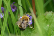 Hummeln und Bienen der Wetterau.