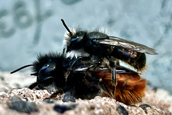 Die Weibchen der Gehörnten Mauerbiene sind deutlich größer als die männlichen Bienen.