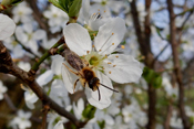 Schöterich-Mauerbienen sind auf ganz oder teilweise abgestorbene Bäume angewiesen. Hier nistet sie in vorhandenen Hohlräumen und in Fraßgängen.