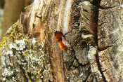 Rotpelzige Sandbienen fliegen im März und April.