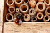 Eine Wildbiene inspiziert nutzt das Insektenhotel im Garten eines Naturfreundes.