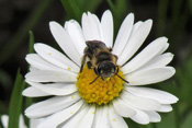 Zu den etwa 500 verschiedenen Wildbienenarten in Deutschland gehört auch die Zwergsandbiene.
