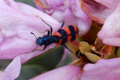 Der räuberisch lebende zottige Bienenkäfer ist in der Lage auch hartschalige Insekten zu knacken.