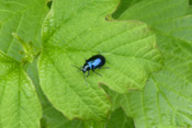 Die kleinen Erlenblattkäfer tragen einen schillernd blauen Panzer.