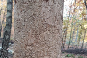 Echenbastkäfer sind in der Lage, komplette Eschen-Bäume zu entrinden. Dabei hinterlassen sie typische Fraßgänge.