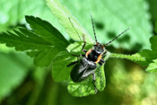 Dunkle Fliegenkäfer werden nur etwa 8-13mm groß.