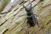 Hirschkäfermännchen fechten heftige Revierkämpfe in den Wetterauer Wäldern aus.