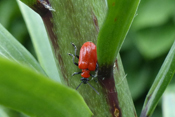 Die ungeliebten Lilienhähnchen gelten als Gartenschädlinge.