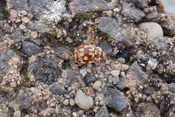 Wie alle Marienkäfer ernährt sich auch der kleine Achzehnfeckige Marienkäfer von Blattläusen.