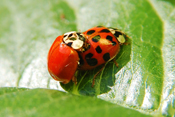 Asiatische Marienkäfer verdrängen unsere heimischen Marienkäfer-Arten.