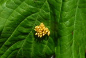 Die Eier der Marienkäfer findet man an den Unterseiten von Blättern.