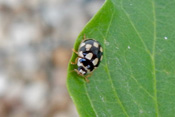 Trockenrasen-Marienkäfer sind schwarz und haben gelbe Punkte.