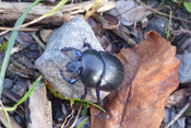 Gemeine Mistkäfer und Waldmistkäer unterscheiden sich in ihrer Größe.