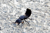 Mit seinen ausgeprägten Mundwerkzeugen und dem aufgerichteten Hinterteil bei Bedrohungen, ähnelt der Schwarze Moderkäfer einem Skorpion.