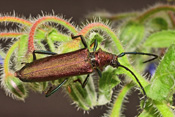 Der Moschusbock ernährt sich von ausfließenden Baumsäften. Man trifft ihn oft in totholzreichen Bereichen des Wetterauer Waldes.