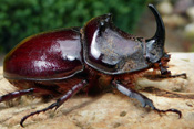 Die Larven der Nashornkäfer werden bis zu 12cm lang. Die fertig entwickelten Nashornkäfer kann man zwischen April und Juni in der Wetterau antreffen.