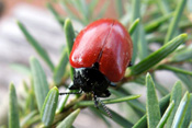 Pappelblattkäfer sind leuchtend rote, etwa einen Zentimeter große Käfer.